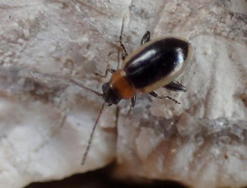 Réf. 218 458 : Longitarsus dorsalis